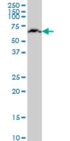 Monoclonal Anti-KLHL25 antibody produced in mouse