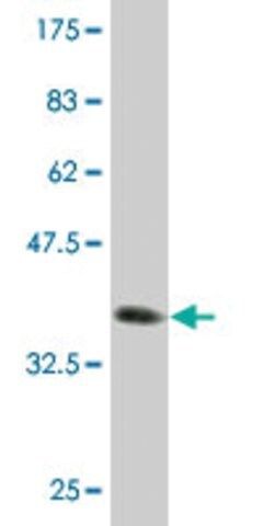 Monoclonal Anti-HSPC152 antibody produced in mouse