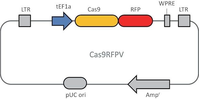 Cas9 RFP Lentiviral Particles