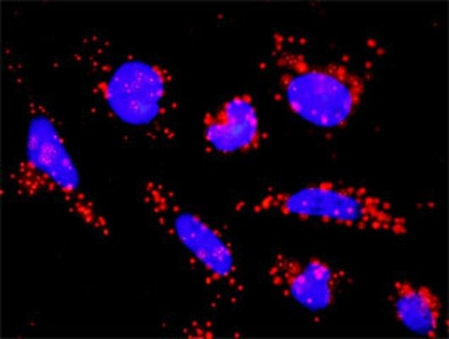 Monoclonal Anti-ACVR1B antibody produced in mouse