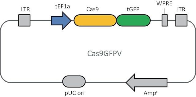 Cas9 GFP Lentiviral Particles