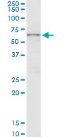 Monoclonal Anti-CTNS antibody produced in mouse