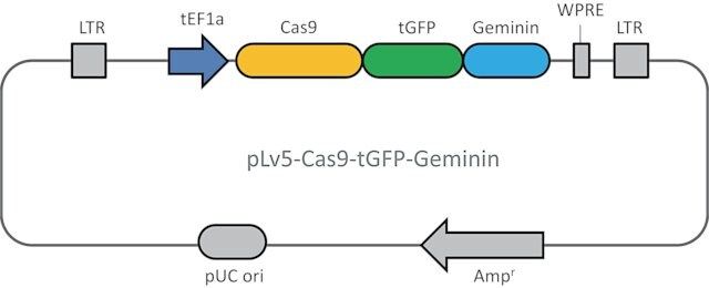 Cas9 Geminin plasmid