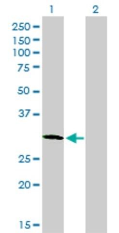 Monoclonal Anti-PLSCR3 antibody produced in mouse