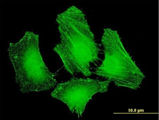 Monoclonal Anti-PLEKHC1 antibody produced in mouse