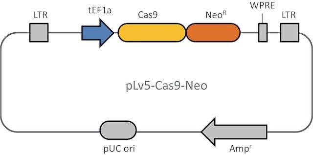 Cas9 Neomycin Lenti Plasmid