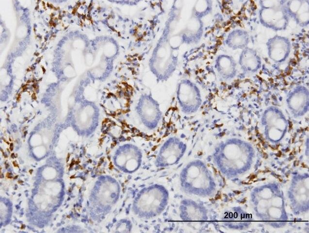 Monoclonal Anti-FLJ44691 antibody produced in mouse