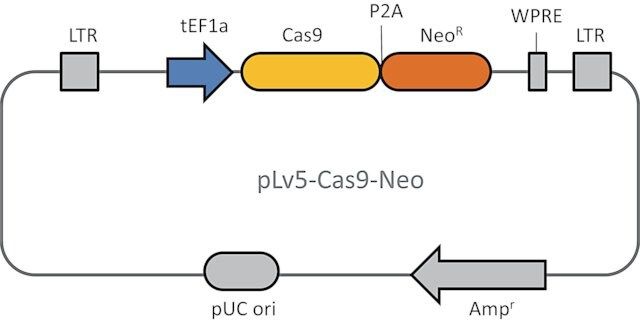 Cas9 Neomycin Lenti Particles