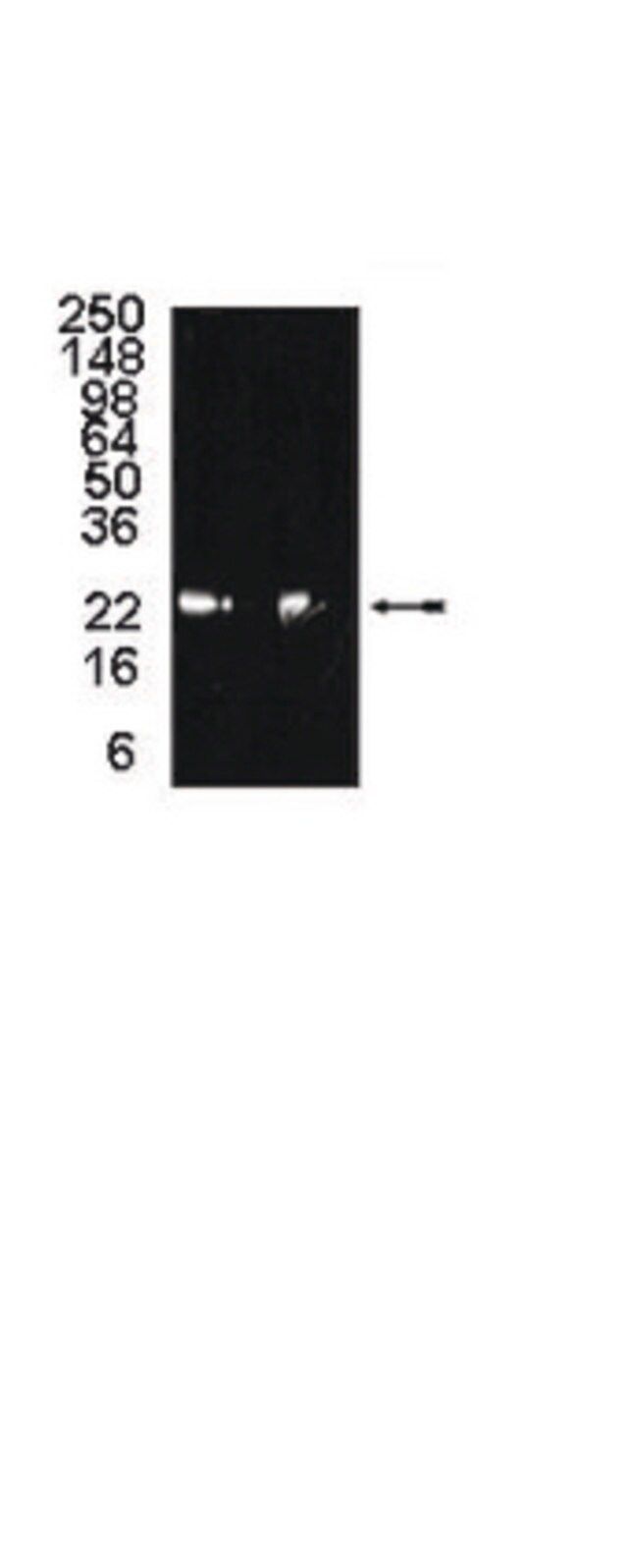 Anti-20S proteasome subunit 6 Antibody