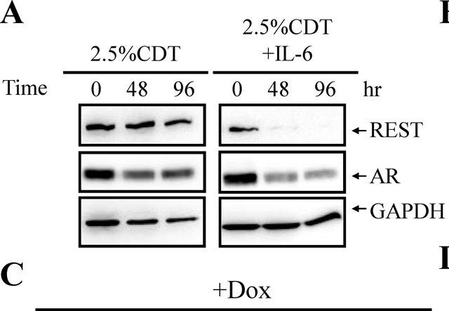 Anti-REST Antibody