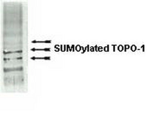 Anti-SUMO-1 Antibody