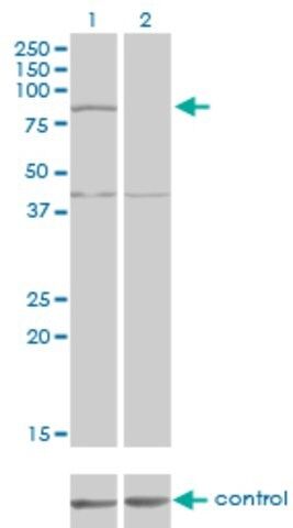 Monoclonal Anti-COG2 antibody produced in mouse