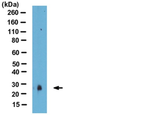 Anti-SAP30 (yeast) Antibody