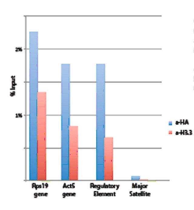 Anti-Histone H3.3 Antibody