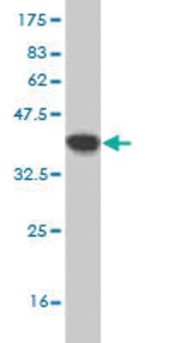 Monoclonal Anti-MFGE8 antibody produced in mouse