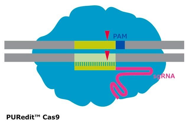 PURedit<sup>TM</sup> Cas9 Protein