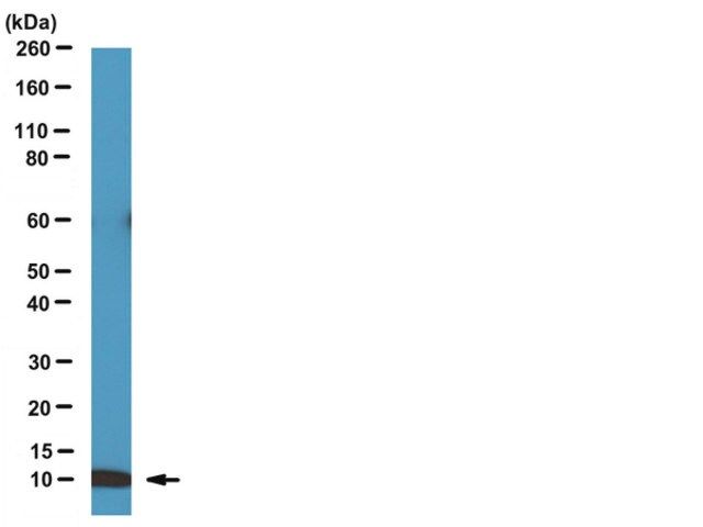 Anti-BAF (BANF1) Antibody