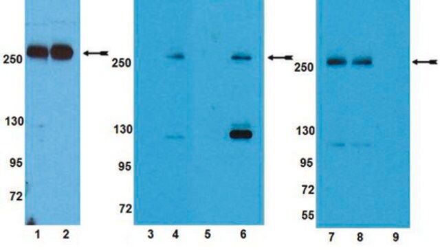 Anti-phospho-mTOR (Thr2446) Antibody