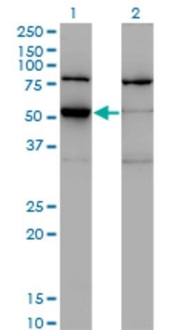 Monoclonal Anti-ZNF38 antibody produced in mouse