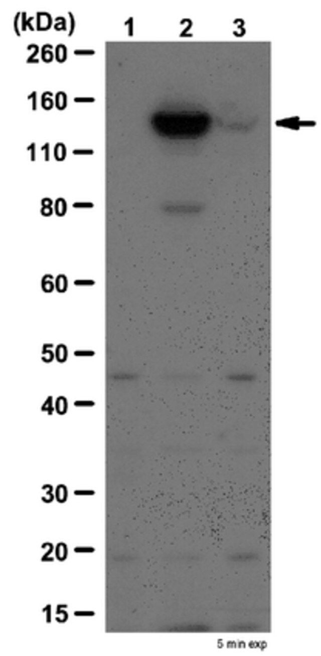 Anti-phospho JAK-2 (Tyr570) Antibody