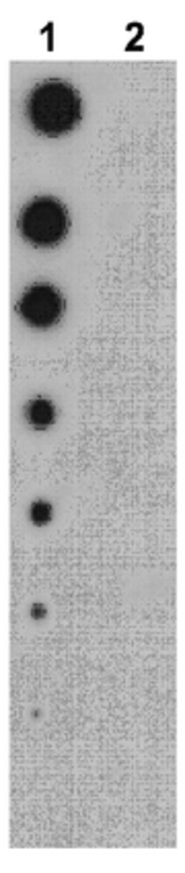 Anti-phospho-Raptor (Thr706) Antibody