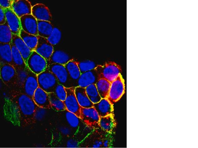 Anti-phospho-EGFR (Tyr1069) Antibody