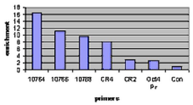 Anti-Klf2 Antibody