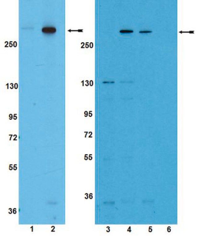 Anti-phospho-mTOR (Ser2481) Antibody