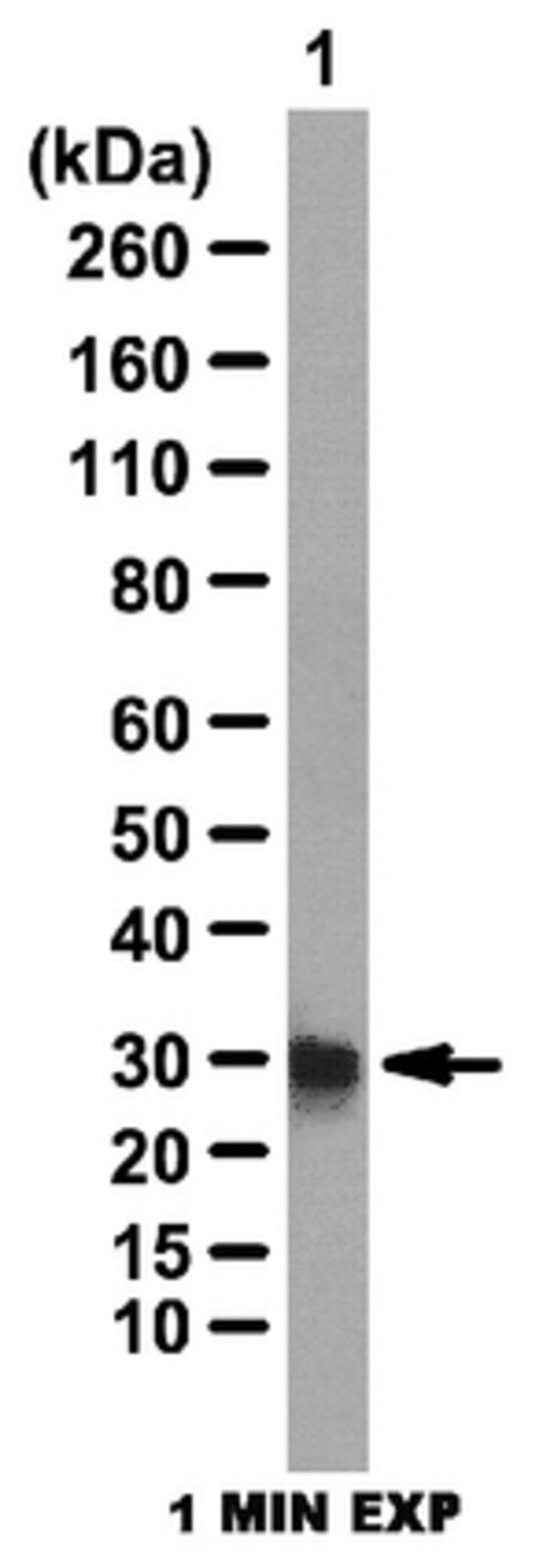 Anti-Lin28 Antibody