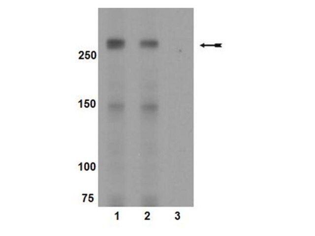 Anti-phospho-mTOR (Ser2448) Antibody