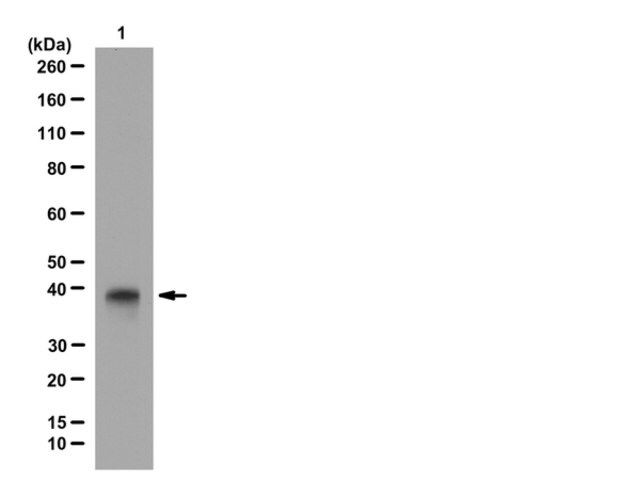 Anti-HDAC11 Antibody