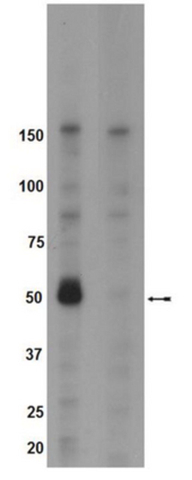 Anti-phospho-Brk (Tyr342) Antibody