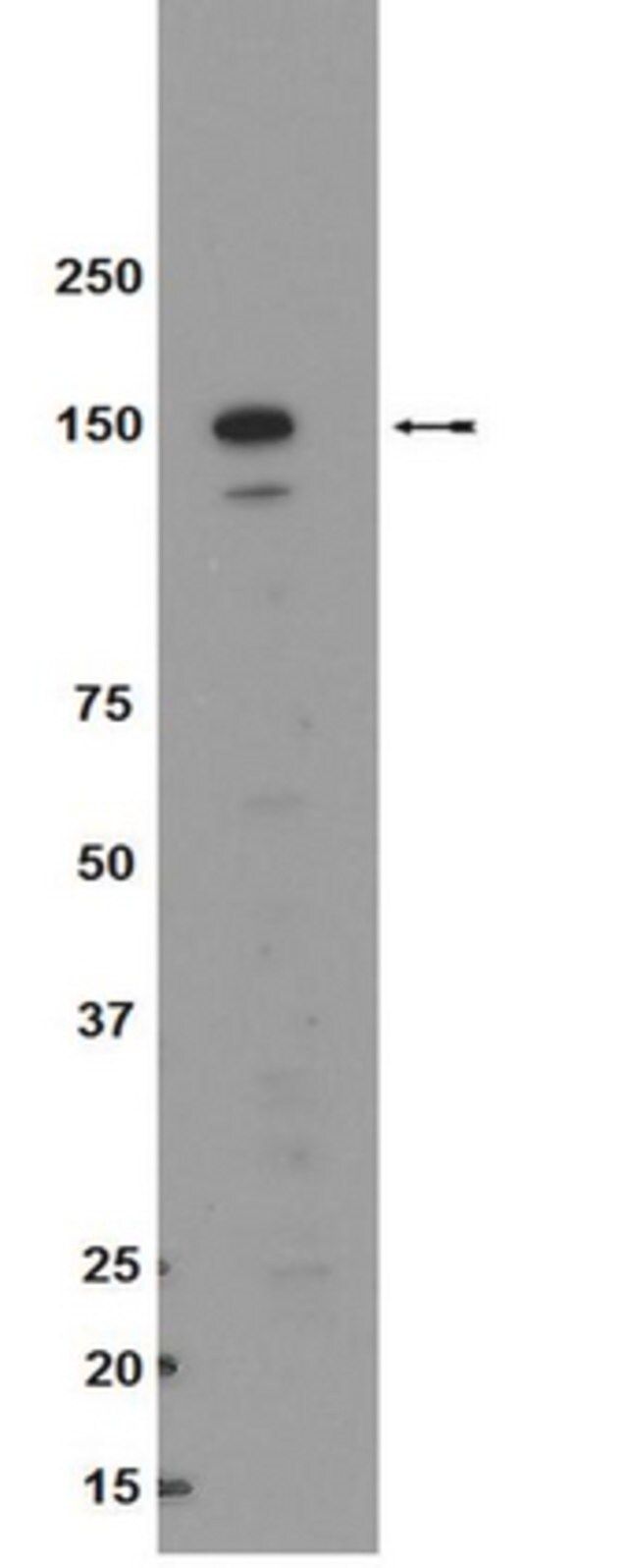 Anti-Raptor Antibody