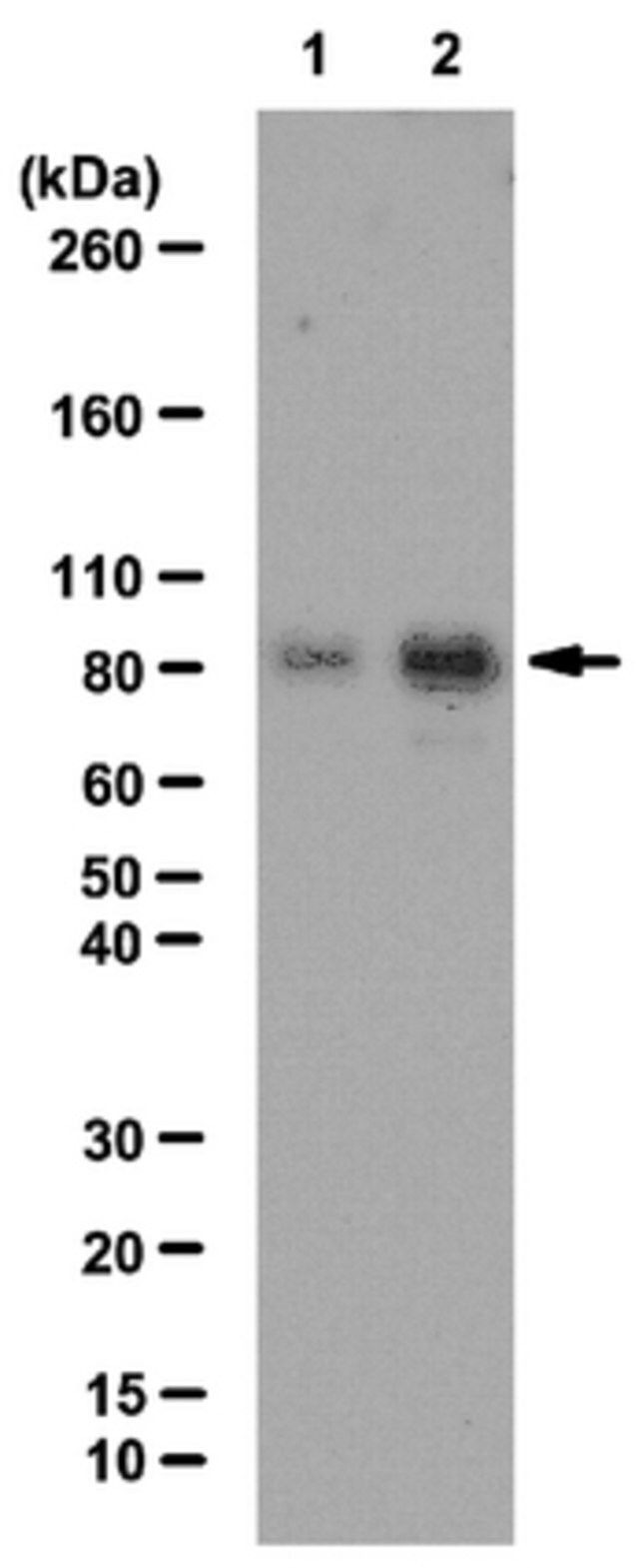 Anti-acetyl Cortactin Antibody