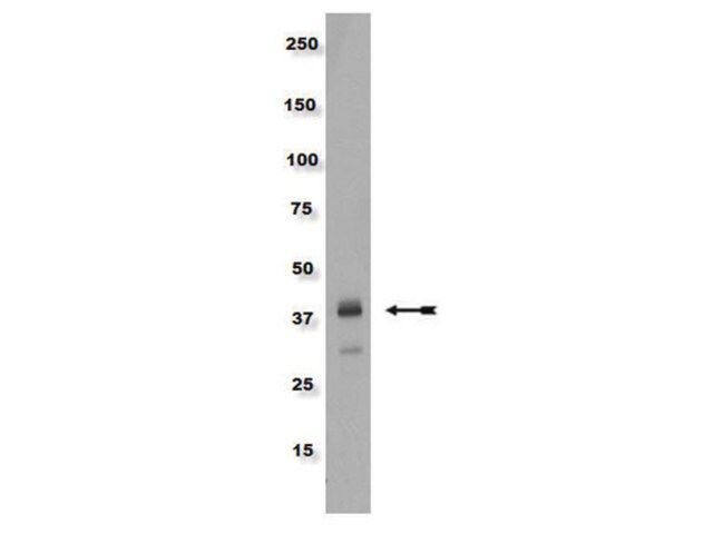 Anti-phospho-CrkL (Tyr207) Antibody