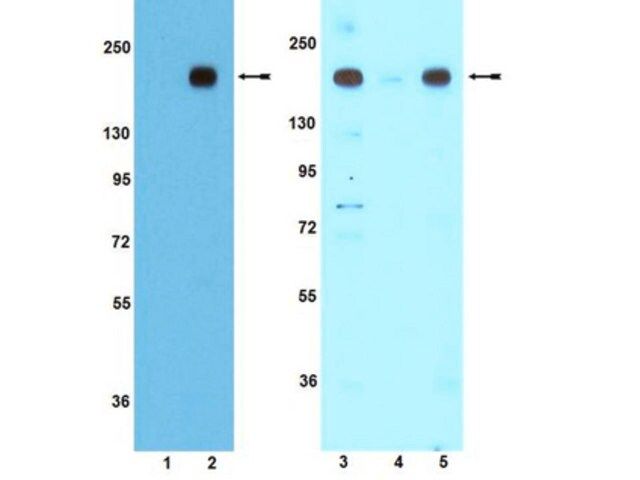 Anti-phospho-IRS1 (Tyr608) mouse/ (Tyr612) human Antibody