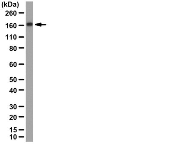 Anti-G9a (BAT8) Antibody