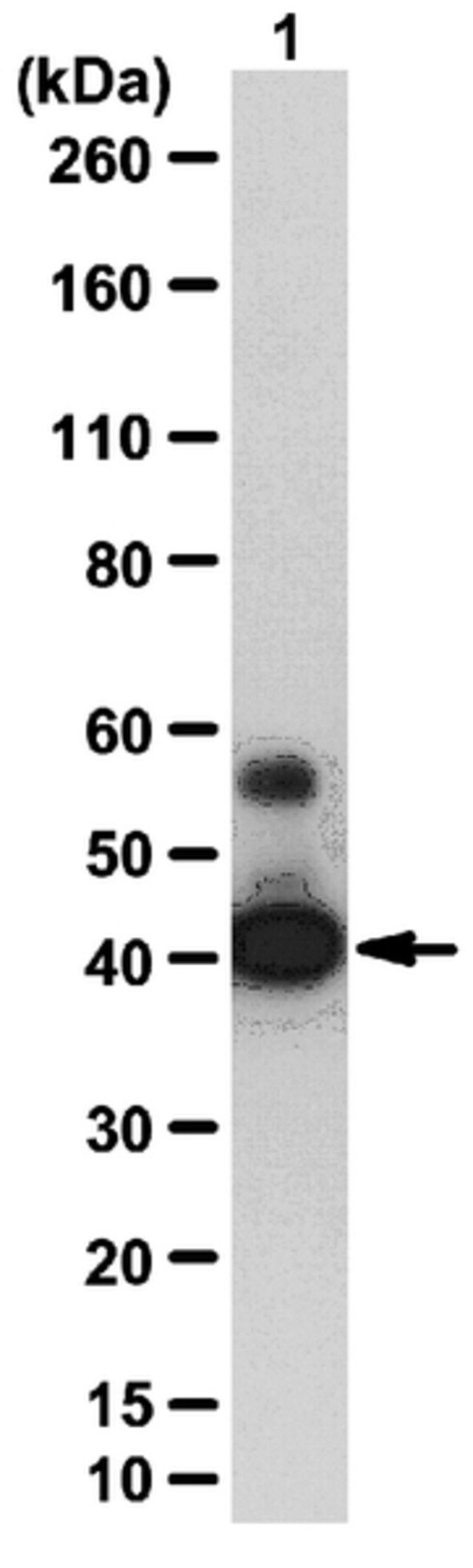 Anti-SIRT2 Antibody