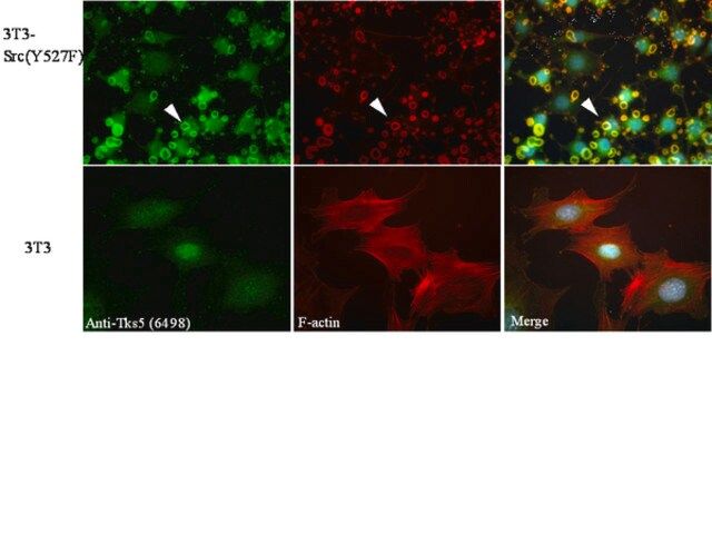 Anti-TKS5 (SH3 #1) Antibody