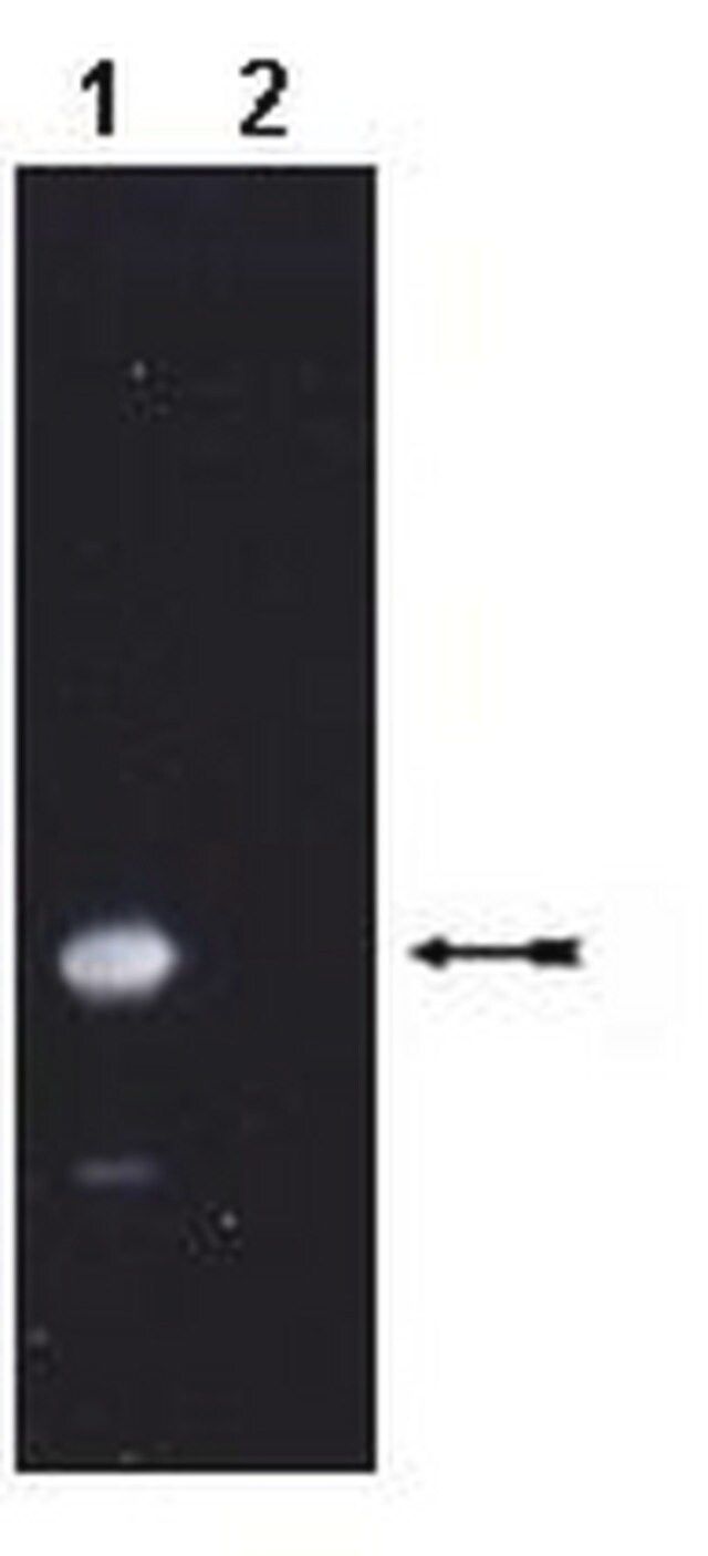 Anti-ISG15/UCRP Antibody