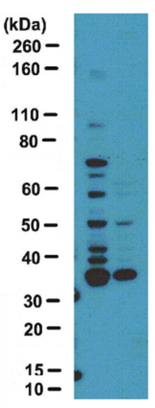 Anti-dimethyl-Arginine Antibody, asymmetric (ASYM25)