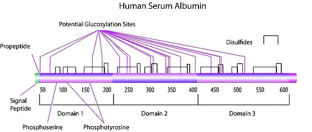 Albumin solution human