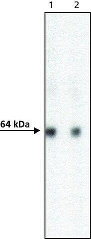 Anti-AcV5 antibody, Mouse monoclonal