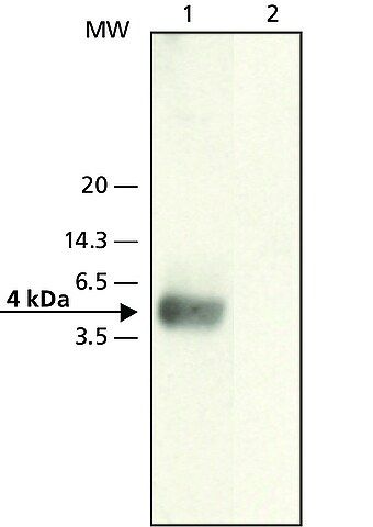 Anti--Amyloid (22-35) antibody produced in rabbit