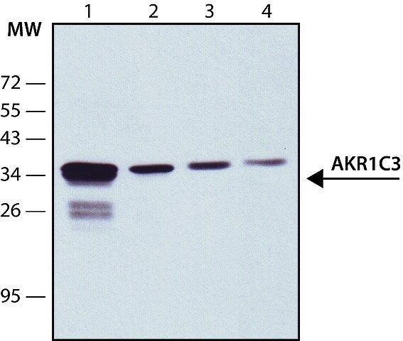 Anti-AKR1C3 antibody, Mouse monoclonal