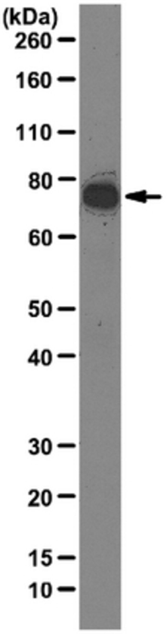 Anti-EBNA2 Antibody, clone R3