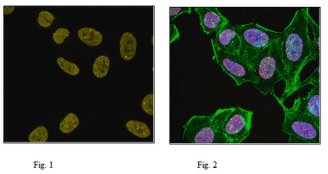 Anti-monomethyl Histone H4 (Lys20) Antibody, Alexa Fluor<sup>®</sup> 647 Conjugate