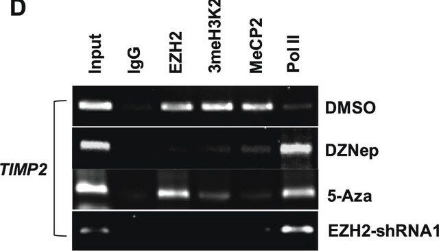 Anti-MeCP2 Antibody