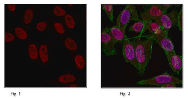 Anti-trimethyl Histone H3 (Lys9) Antibody, Alexa Fluor<sup>®</sup> 647 Conjugate