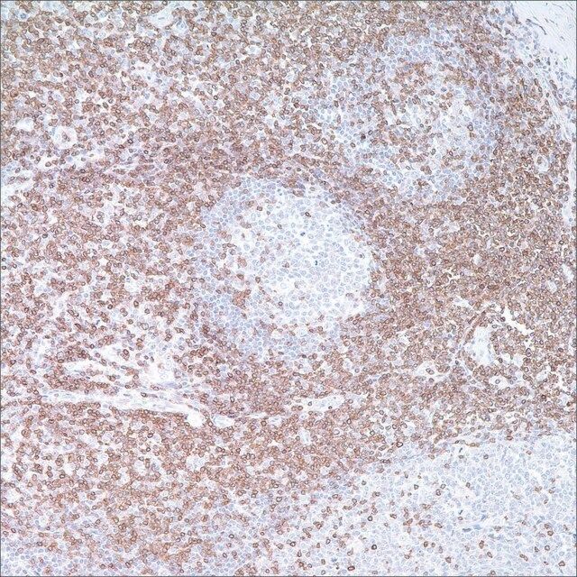 CD3 Rabbit Polyclonal Antibody